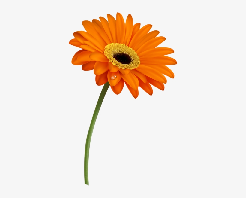 Pin By Ramesh Patil On Jay - Gerbers Png, transparent png download