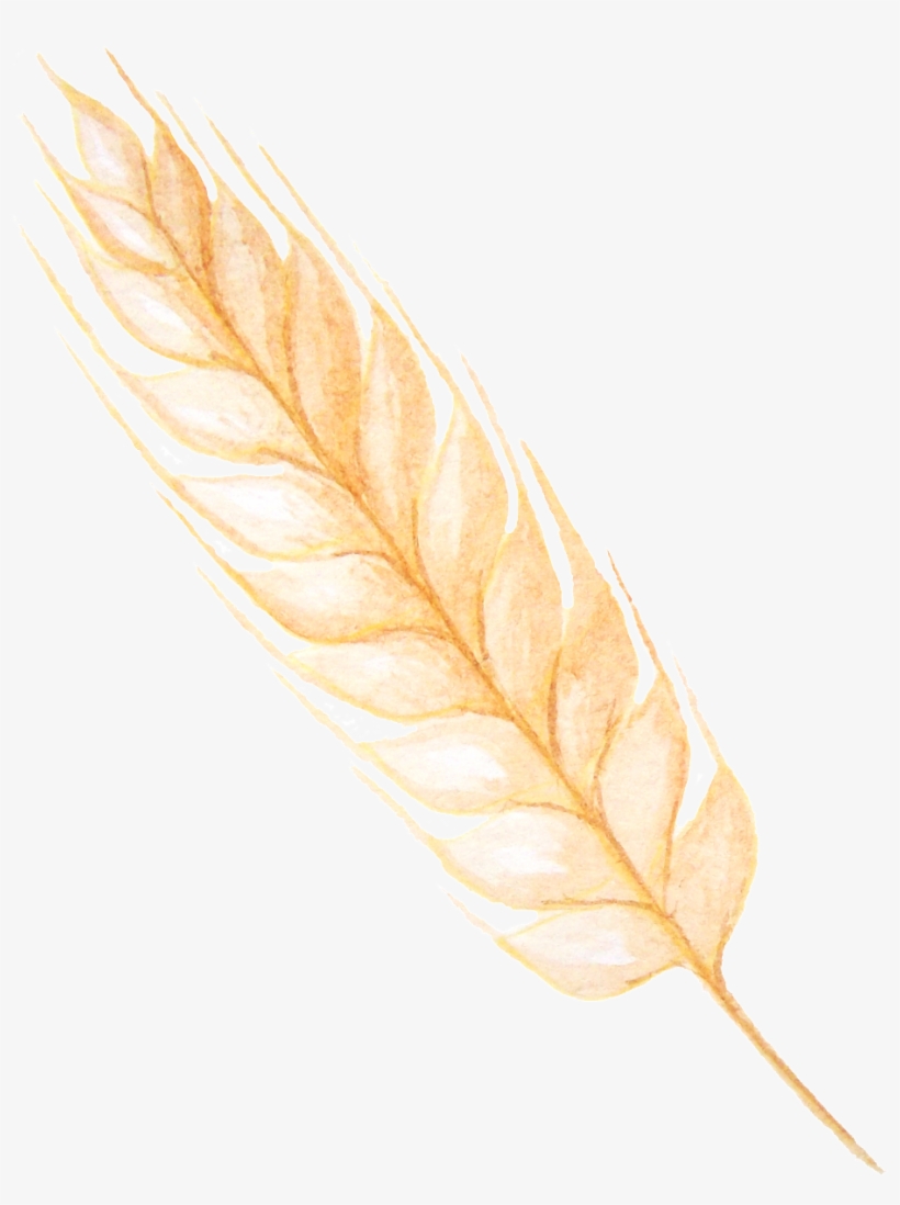 Einkorn Wheat, transparent png download