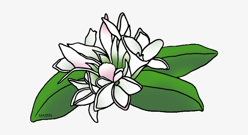 United States Clip Art By Phillip Martin - Mayflower Flower Clipart, transparent png download