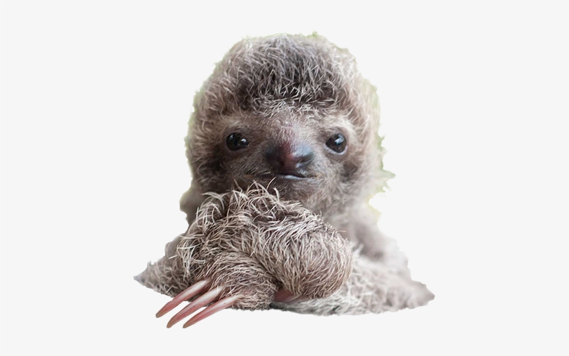 Cutout - Sloth Home Decorative Square Pillowcase, transparent png download