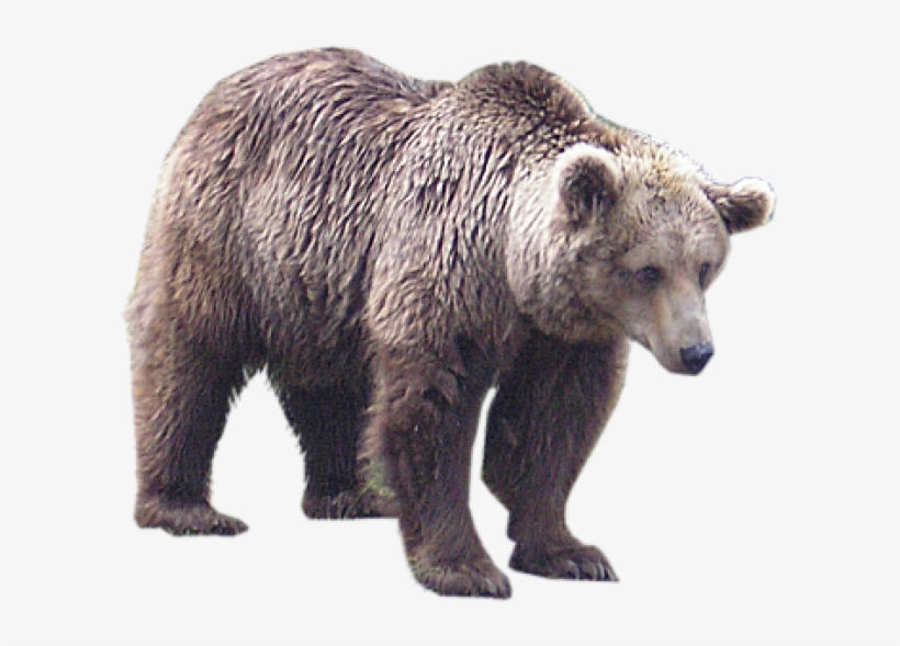 White Bear Png Free Download - Bear Transparent Png, transparent png download