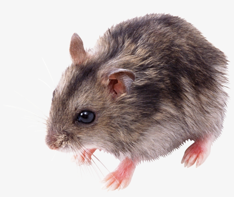 Mouse Animal Png - Мышь Png, transparent png download