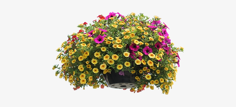 Full Sun Hanging Baskets, Patio Containers & Window - Plants Top View Png, transparent png download