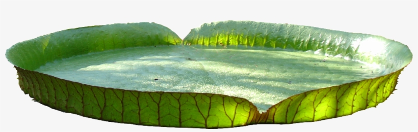 This Graphics Is The Leaves Exaggerate The Green Of - Leaf, transparent png download