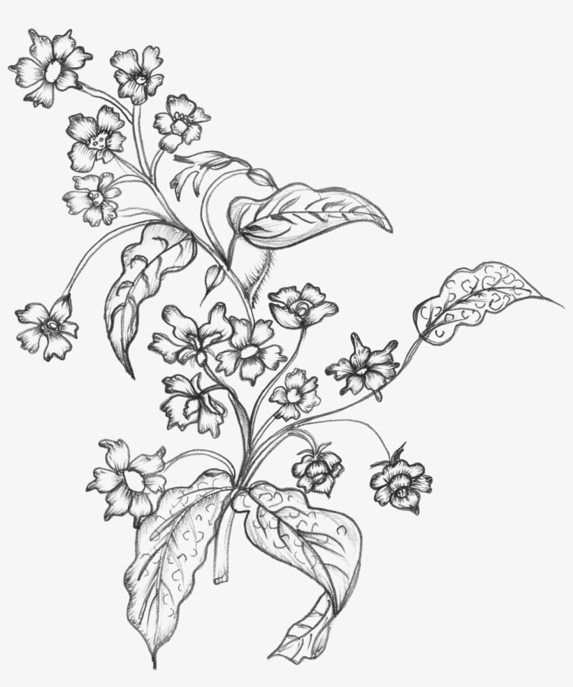 Black White Sketchy - White Flower Drawing Png, transparent png download