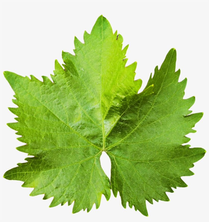 Free Icons Png - Grape Vine Leaf, transparent png download