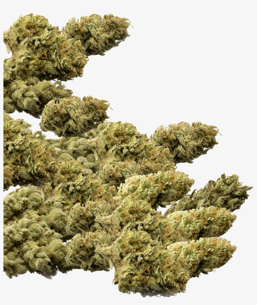 Of Marijuana Buds Group, transparent png download
