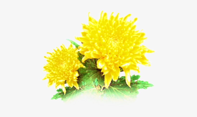 Beautiful And Vivid Hand-painted Chrysanthemum Ornamental - Portable Network Graphics, transparent png download