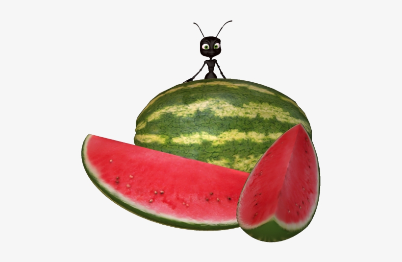 Watermelon Clipart Ant - Ant With Watermelon, transparent png download