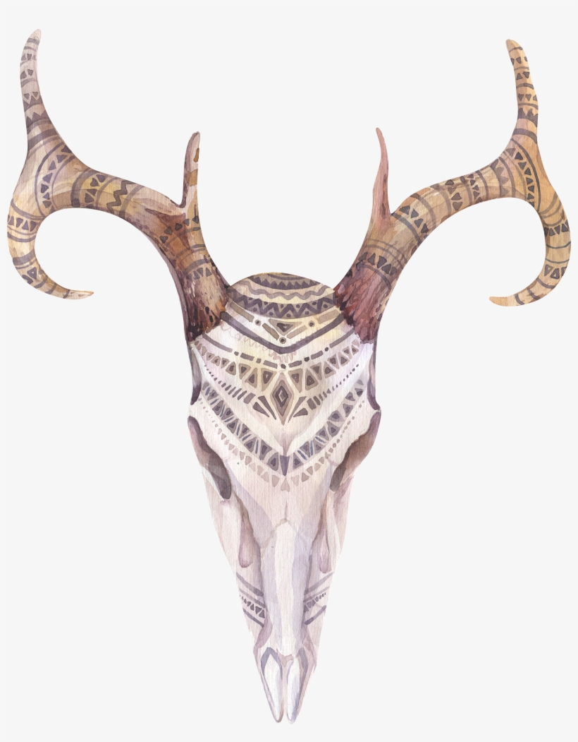 Antelope Drawing Watercolor - Boho Cow Skull Png, transparent png download