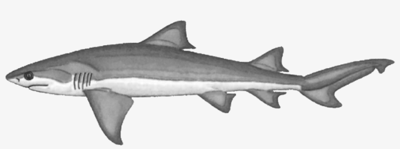 Clipart Shark Lemon Shark - Six Gill Shark Png, transparent png download