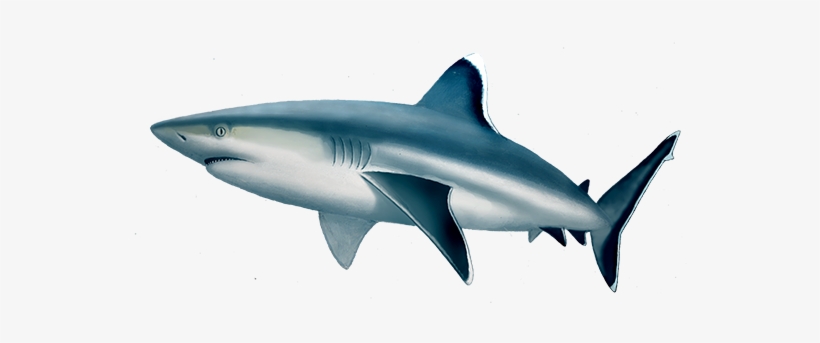 Silvertip Shark, transparent png download