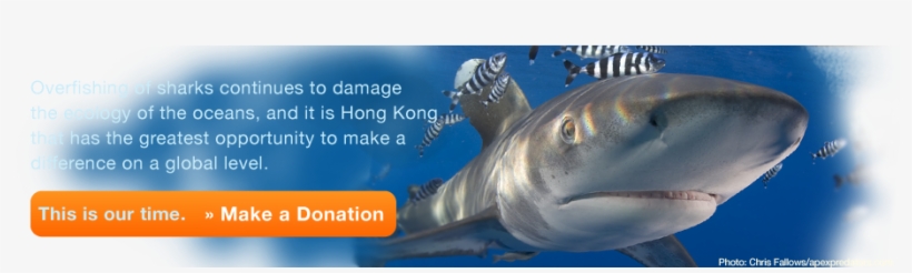 Shop - Bony-fish, transparent png download