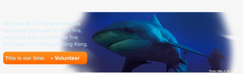 Shop - Great White Shark, transparent png download