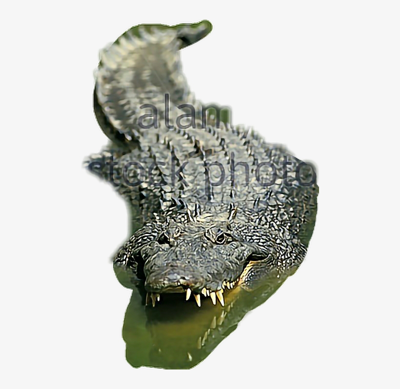 Animal Lives 8 - Set Second Series Qeb Animal Lives, transparent png download