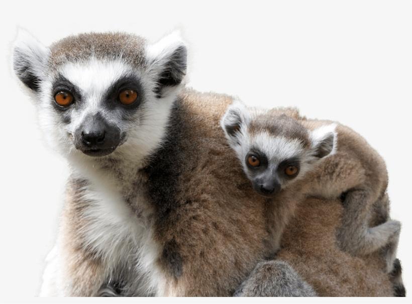 National Zoo And Aquarium Lemur, transparent png download