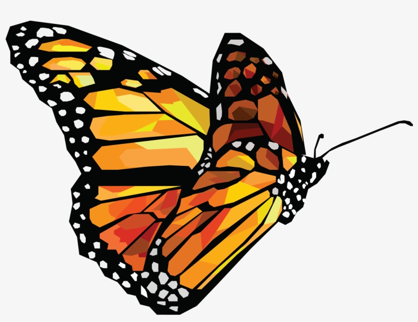 Butterfly - Butterfly Vector Png, transparent png download