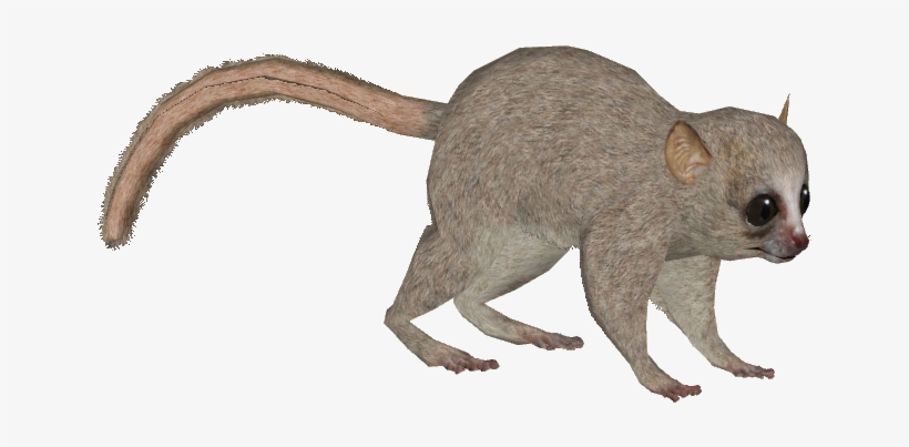 Berthe's Mouse Lemur Y - Zt2 Download Library Lemur, transparent png download