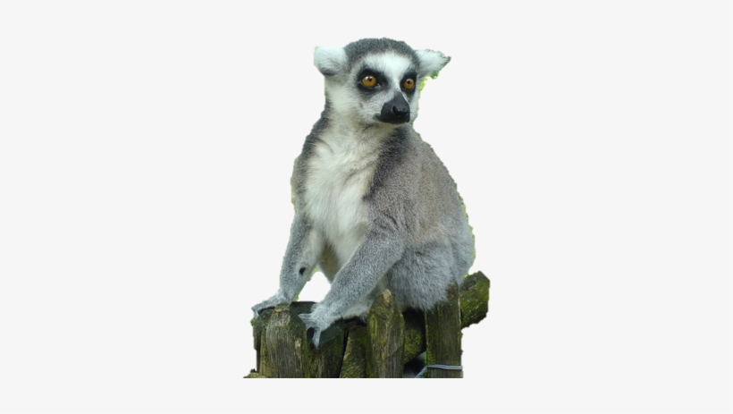 Madagascar Adventures - Lemurs, transparent png download