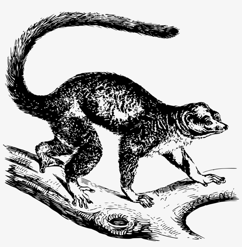 This Free Icons Png Design Of Mongoose Lemur, transparent png download