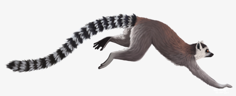 Ring Tailed Lemur Png, transparent png download