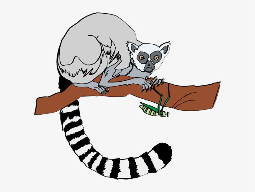 Lemur Clipart, transparent png download
