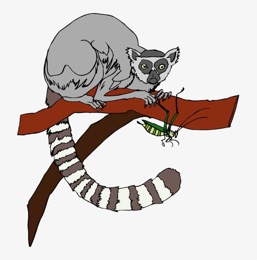 Lemur - Lemur Clipart, transparent png download