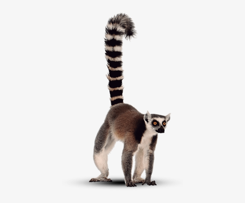 Le Lémurien, Symbole De La Faune Endémique De L'ile - Mulhouse Zoological And Botanical Park, transparent png download