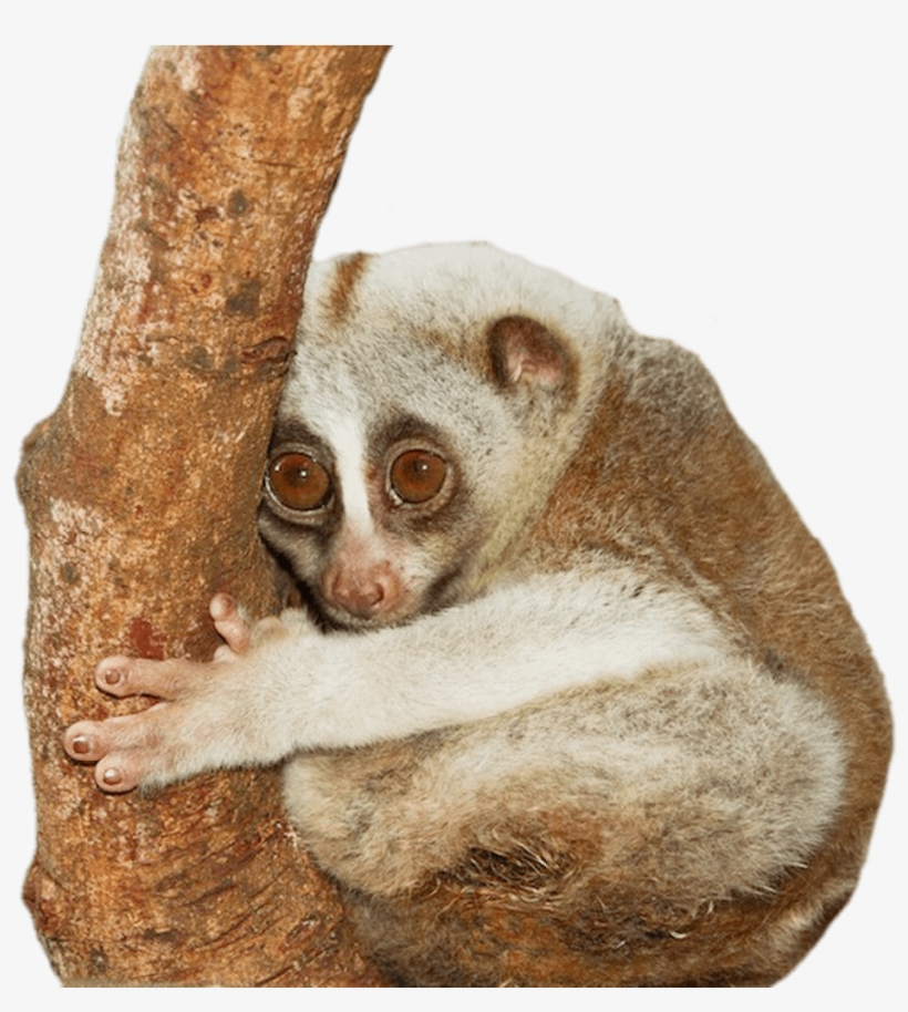 Download - Животные В Таиланде, transparent png download