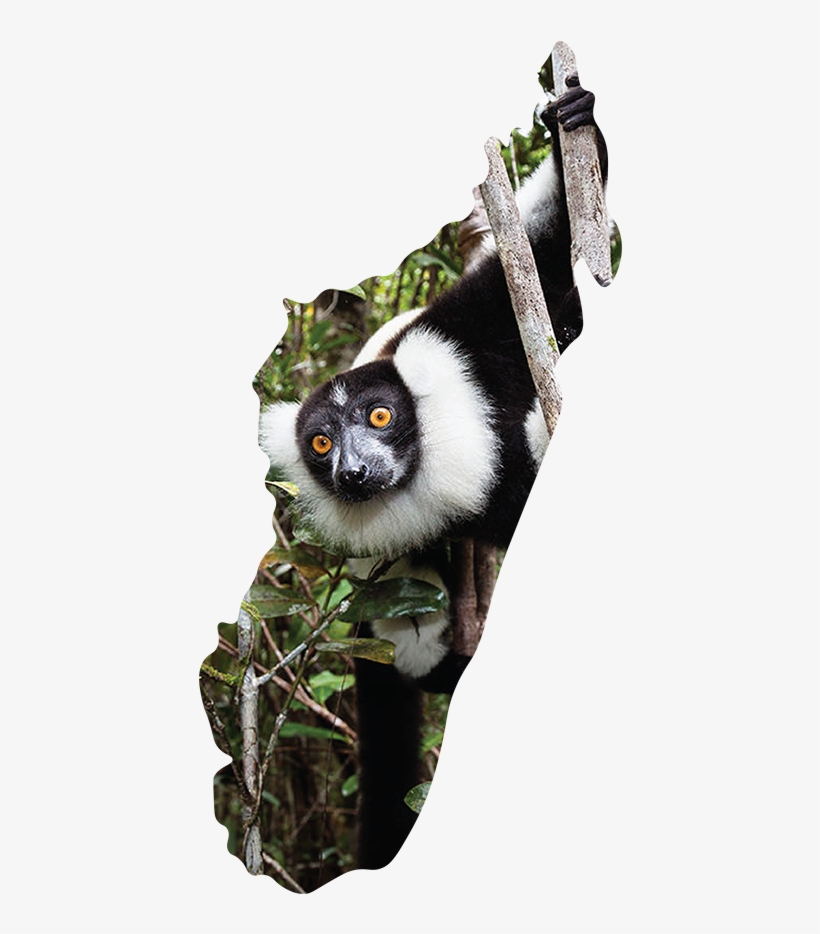 Lemurs Play A Fundamental Role In Maintaining The Ecological - Indri, transparent png download