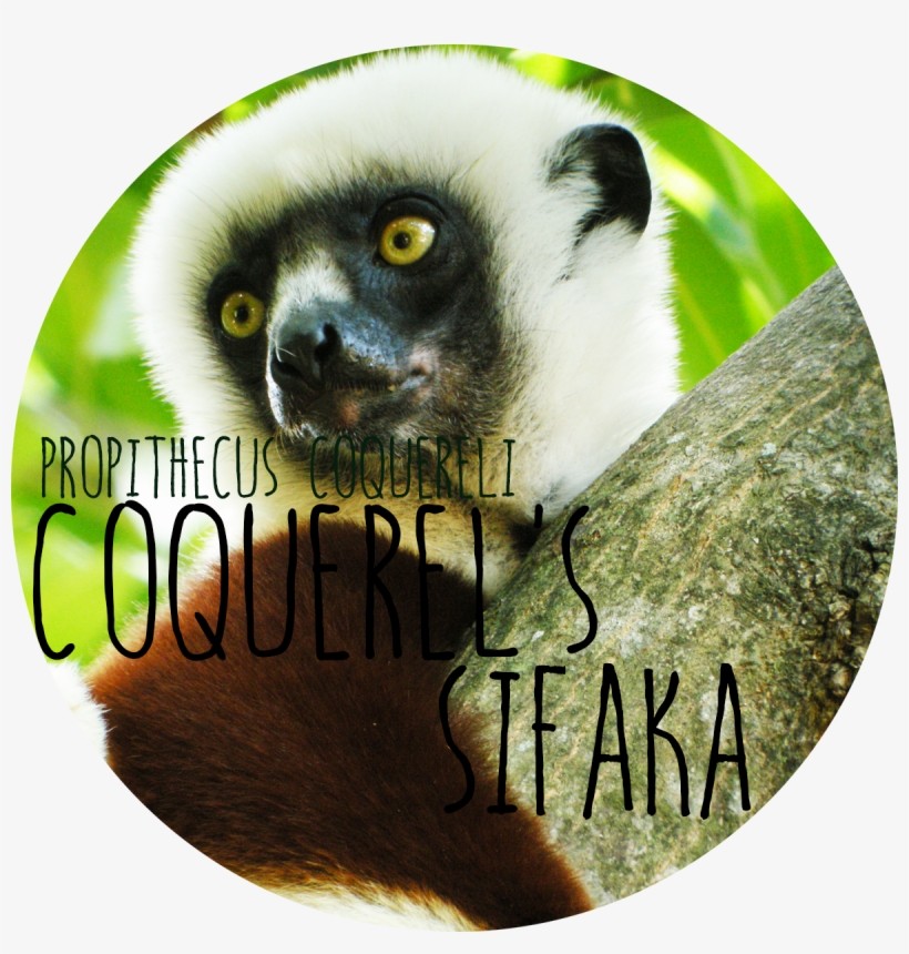 Kinds Of Lovely Lemurs, transparent png download