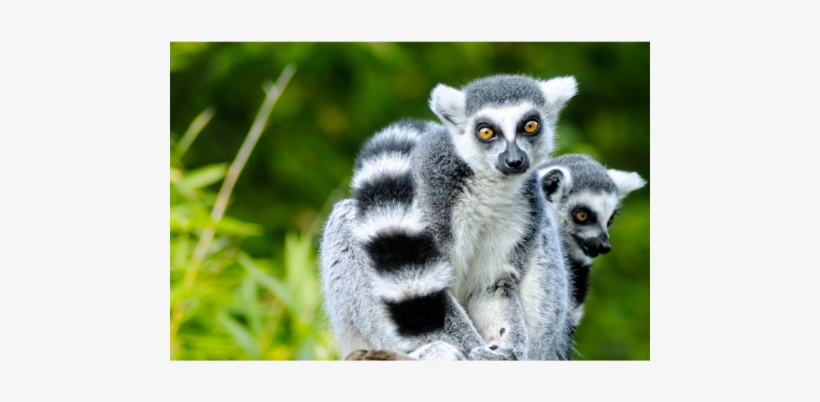 Lemurs - Anm033 - Animales Parecidos Al Mono, transparent png download