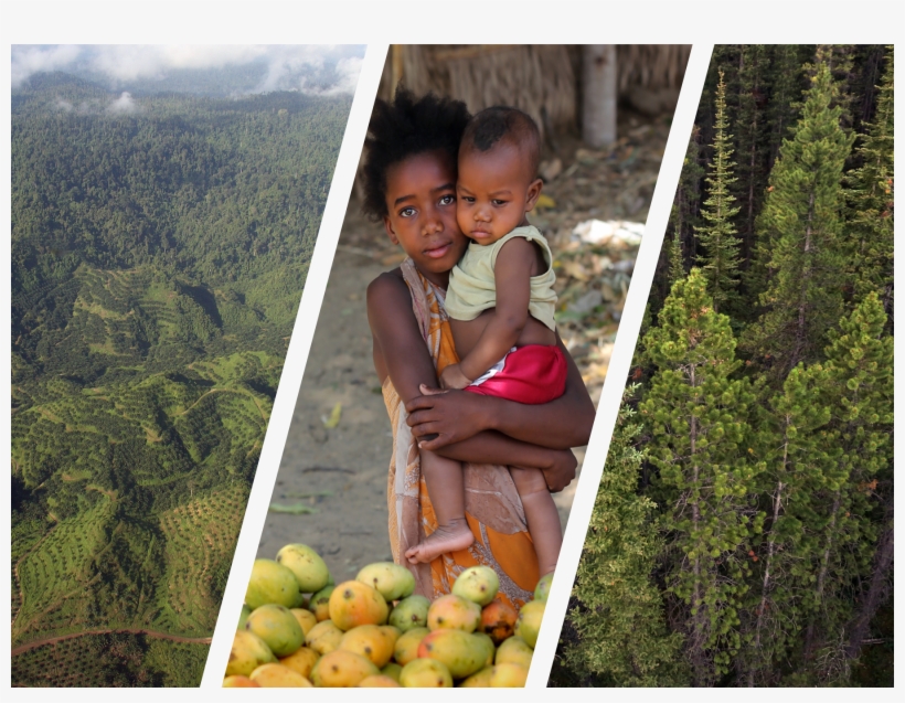 Missing Pathways To - Mongabay, transparent png download