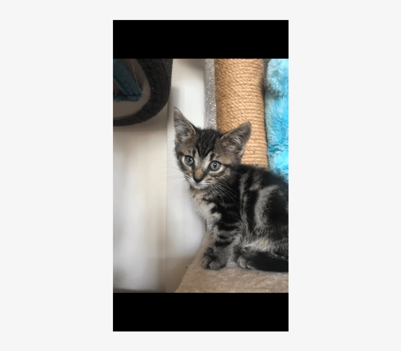 Photo Of Willy Wonka - Kitten, transparent png download