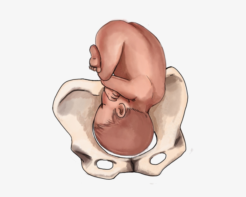 The Ultimate Guide To Baby Position In The Womb - Baby Position In The Womb At 37 Weeks, transparent png download