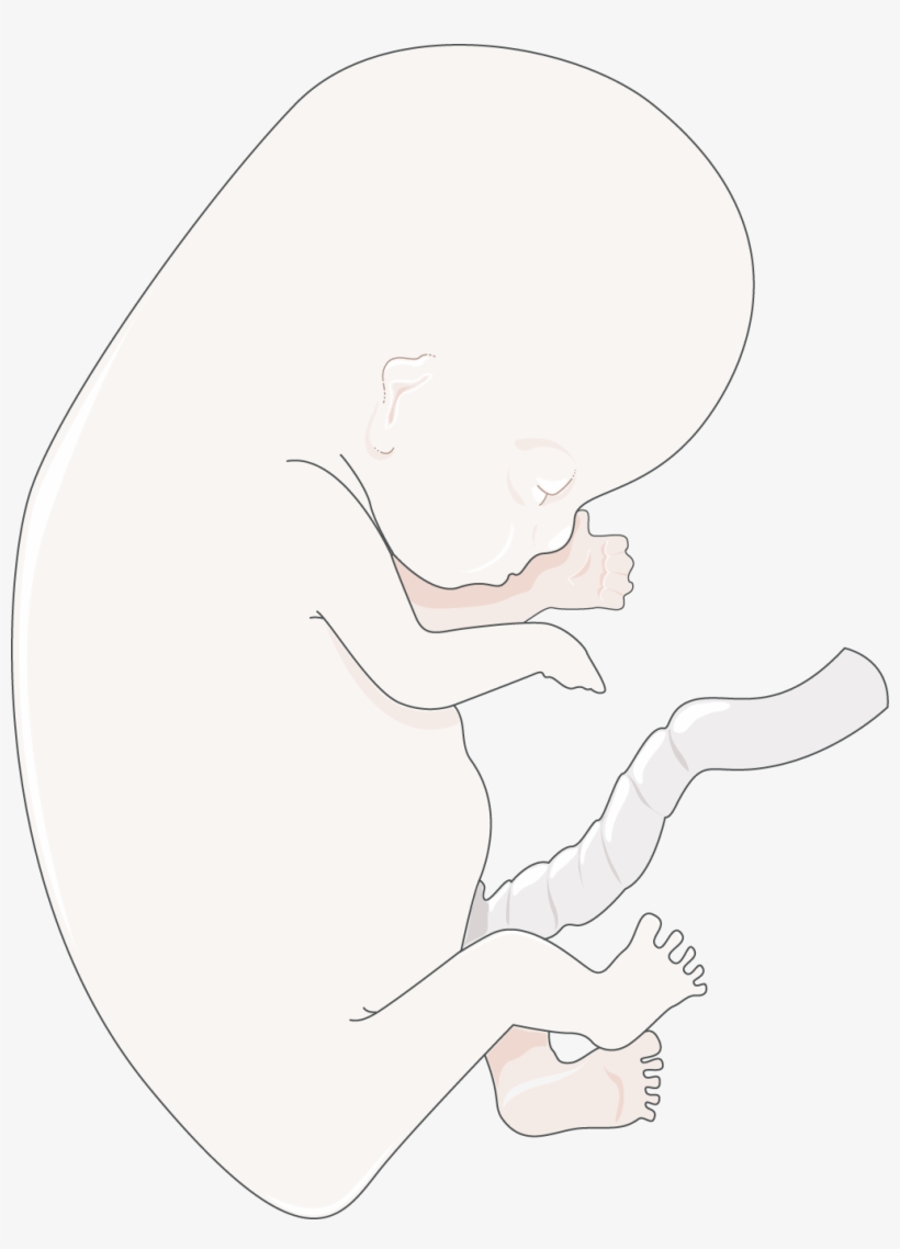 Download The Image - Infant, transparent png download