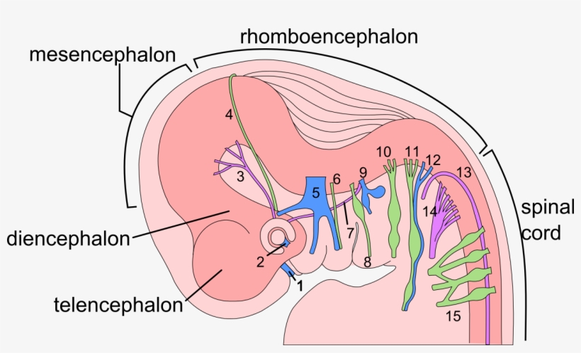 6 Week Human Embryo Nervous System - Embryology Of Olfactory Nerve, transparent png download