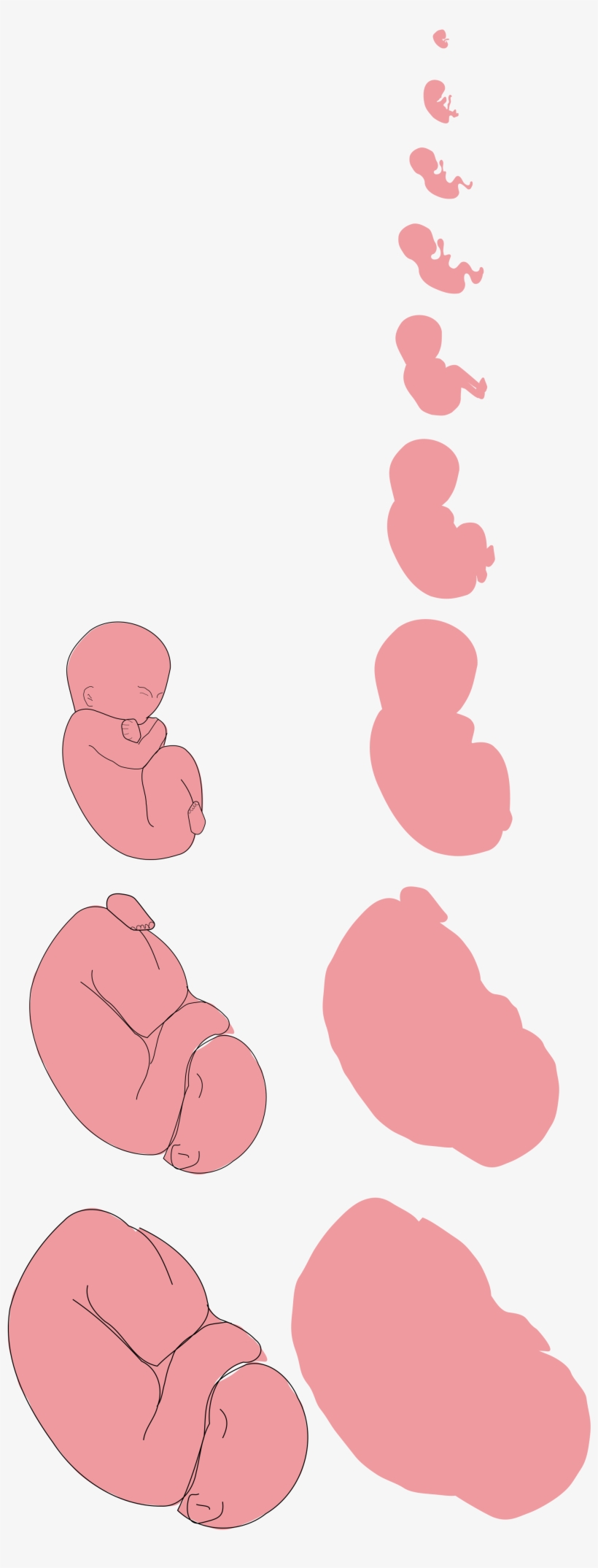 File - Fetus Proposal - Svg - Fetus, transparent png download