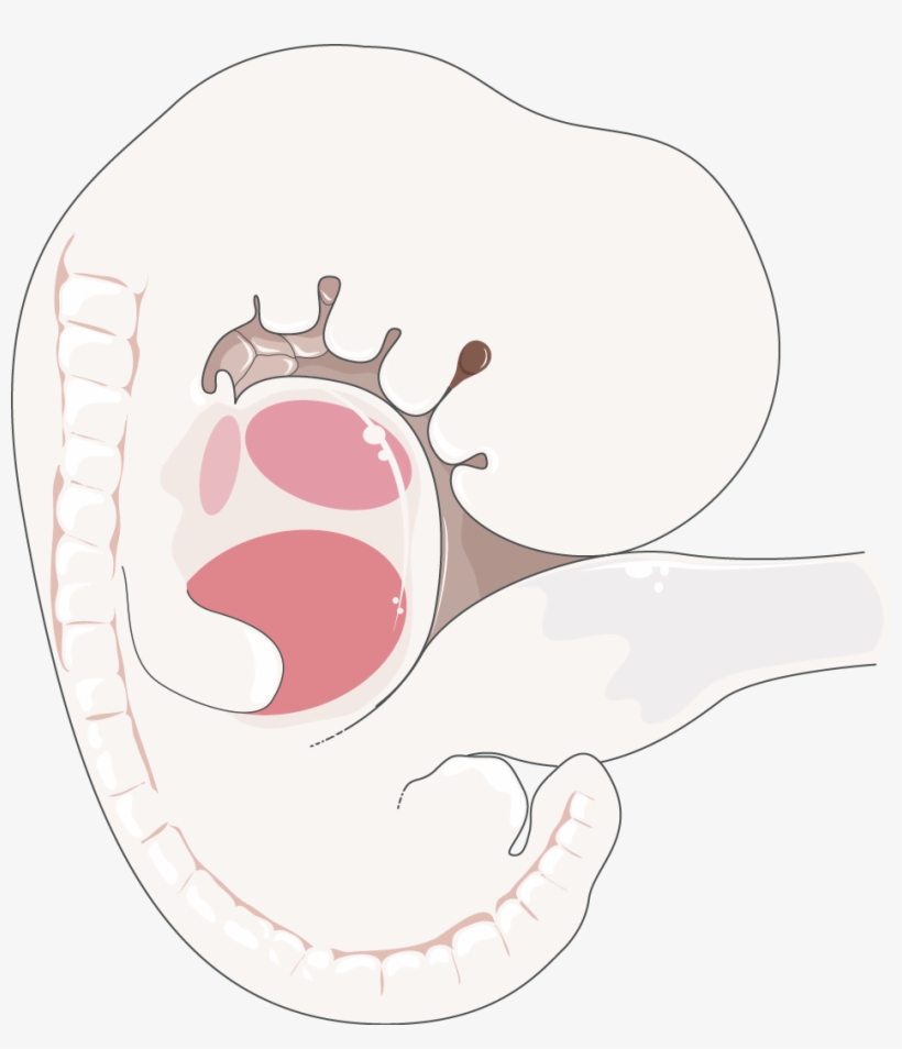 Embryo - Embriao Png, transparent png download