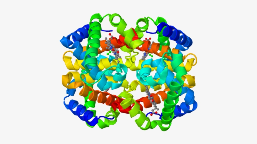 Fetal Hemoglobin Protein Structure, Formed By 2 Alpha - Hemoglobin Structure, transparent png download