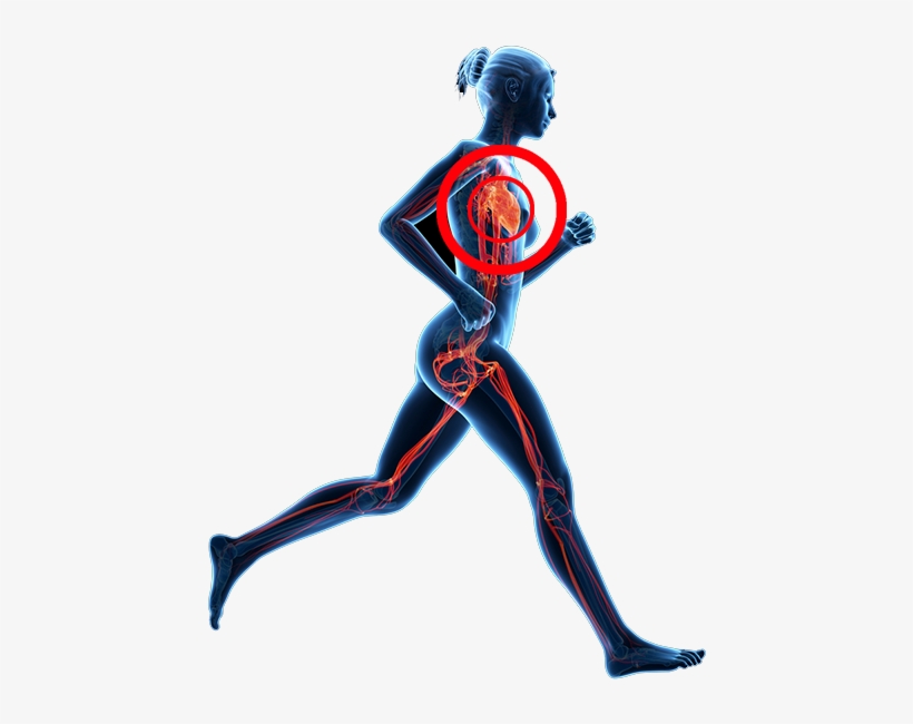 A Stress Test Is An Examination That Determines The - Illustration, transparent png download