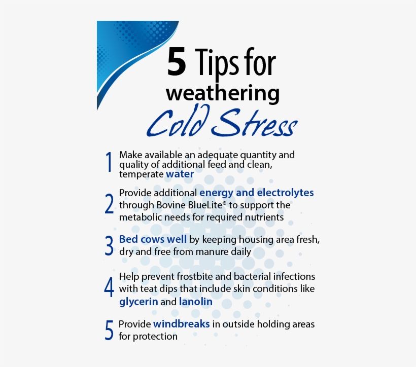 5 Tips For Dairy Cold Stress - Cold Stress In Dairy Cows, transparent png download