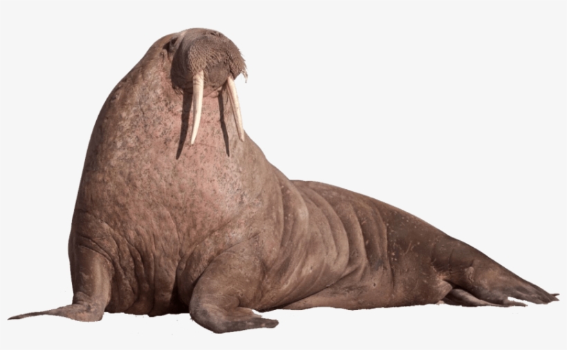 Free Png Walrus Sitting On The Ground Png Images Transparent - Walrus Png, transparent png download