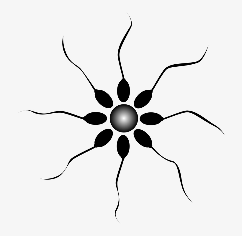 One Of The Ingredients In Semen Is A Product Called - Embryo Transfer, transparent png download