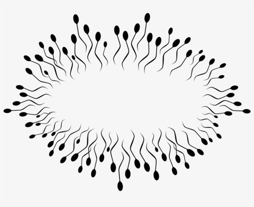 Spermatozoon Semen Egg Cell - Imagenes De Espermatozoides Png, transparent png download