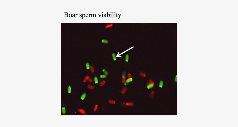 The Images Indicating The Boar Semen Viability Determined - Graphic Design, transparent png download