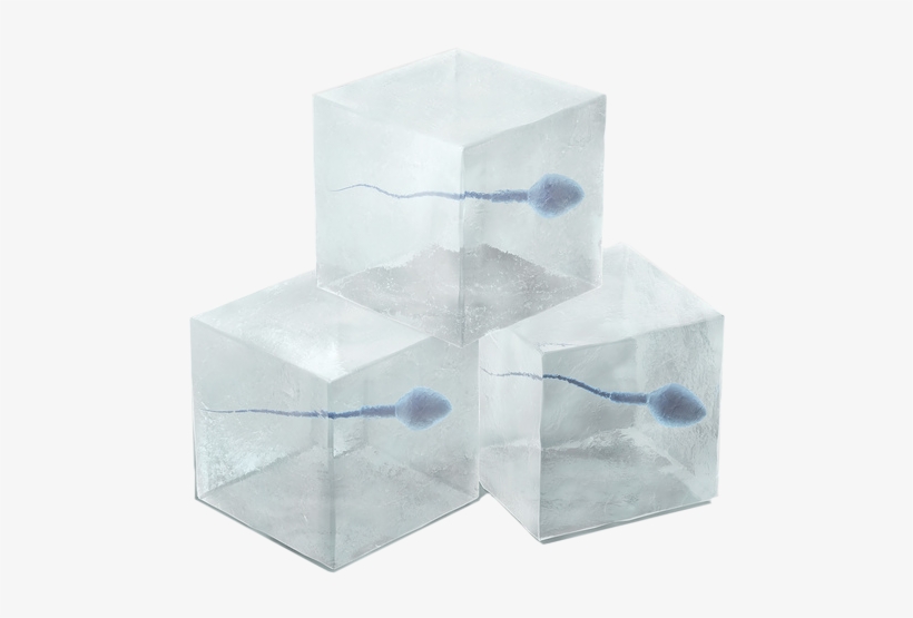 Of Canine Frozen And Chilled Semen - Box, transparent png download