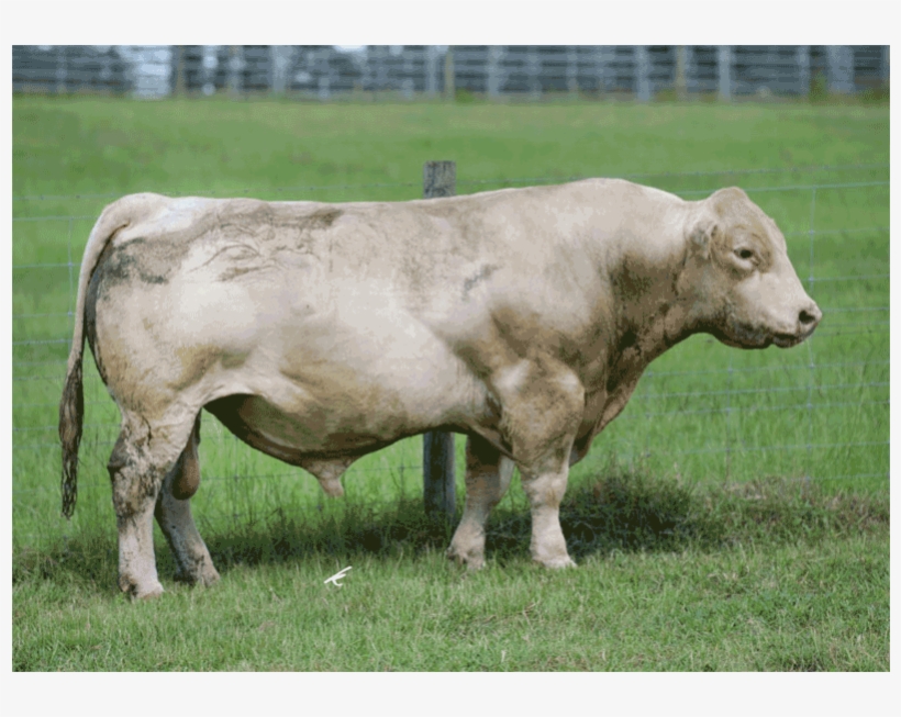 M6 Next Step 164p Charolais Semen - Southern Cattle Company, transparent png download