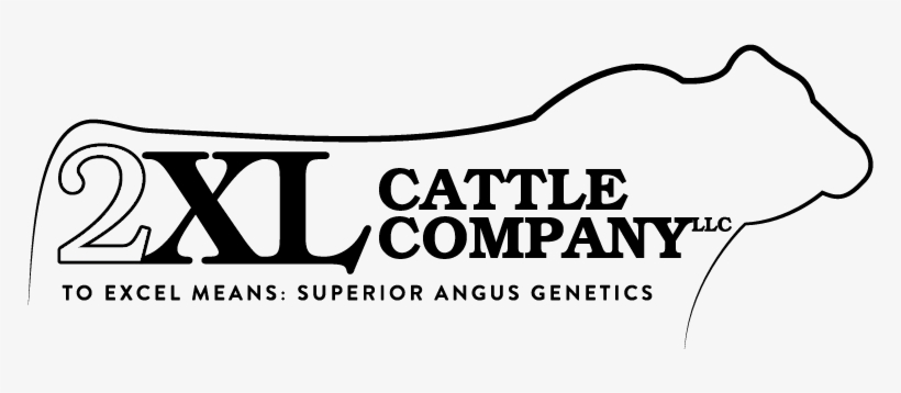 2xl Cattle Company, Llc - Cattle, transparent png download