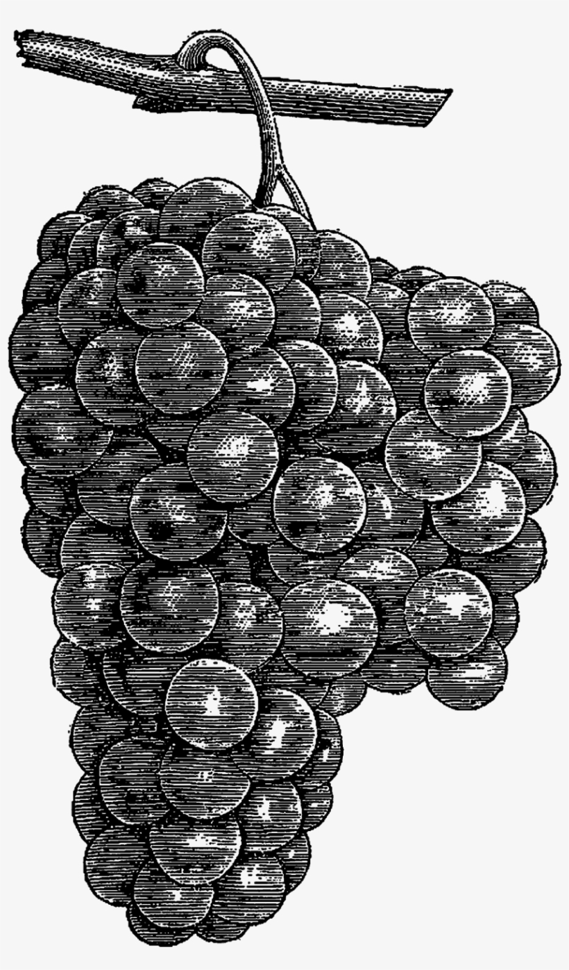 Grapes Fruit Clipart Digital Download Artwork Drawing - Grape, transparent png download